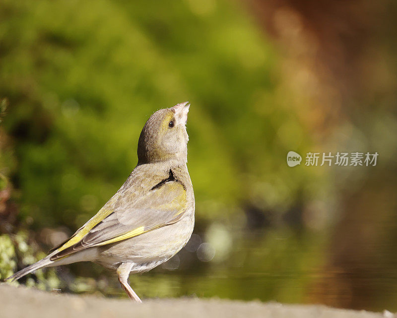 欧洲绿翅雀(Chloris Chloris)雌性